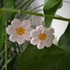 Oorbellen bloem - Wit - Afbeelding 2